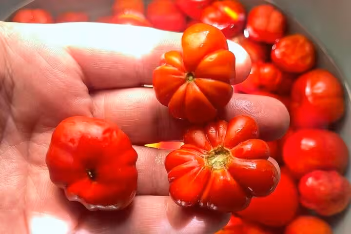 Hand holding Santorini heirloom tomatoes during farm experience, fresh local produce for authentic villages tour
