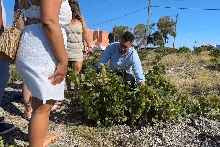 Guide shows Santorini basket-trained vines during a private wine tasting tour visiting up to 4 wineries with lunch