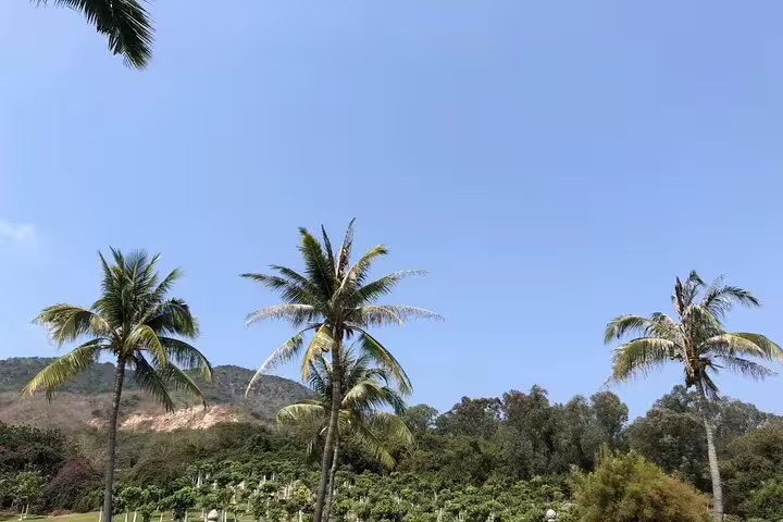 Palm trees and vibrant greenery under a clear blue sky in Sanya, showcasing the tropical allure of the Nanshan Cultural Tourism Zone.