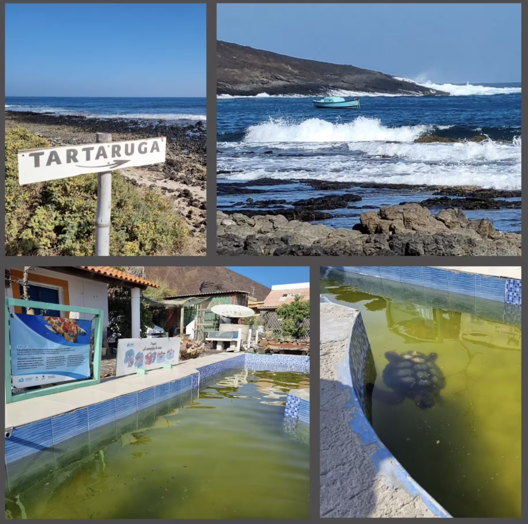 Scenic São Vicente tour featuring coastal views, turtle conservation, charming village, and Monte Verde landscapes.