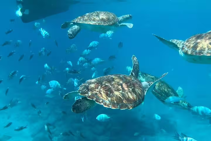 Sea turtles surrounded by colorful fish in the pristine waters of São Vicente, perfect for a snorkel adventure.