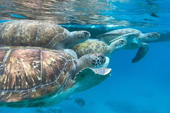Group of sea turtles swimming underwater in São Vicente during a snorkel experience with clear blue waters.