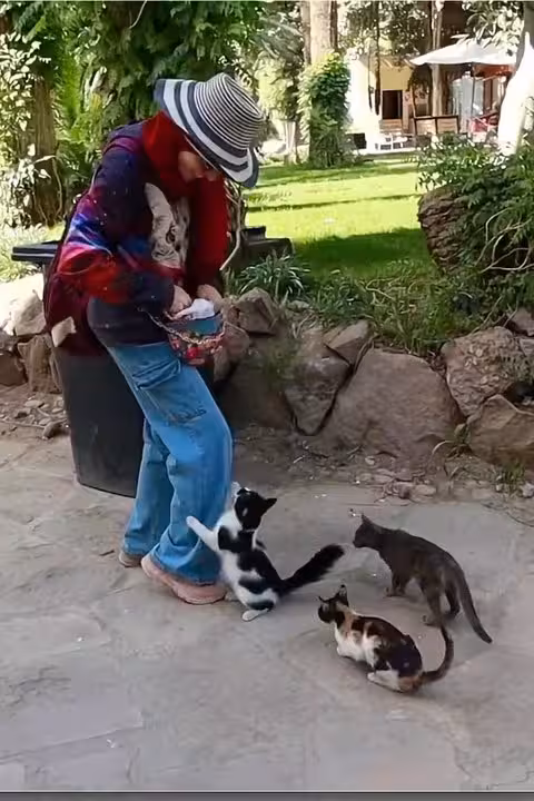 Tour guest cuddling rescued kitten as cats gather, Saqqara Dahshur Memphis day trip donating 10% to strays