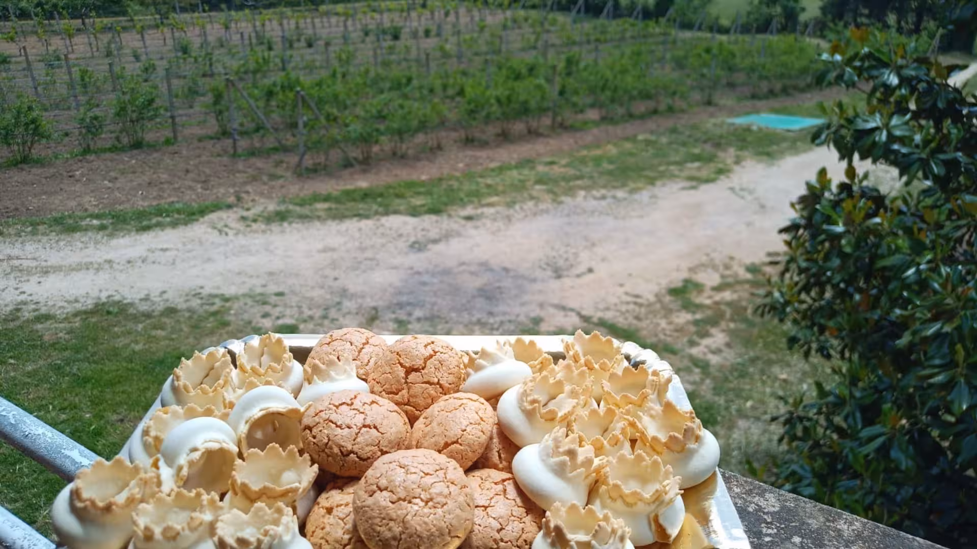 Tray of traditional Sardinian pastries with vineyard backdrop, part of Tempio Pausania distillate tasting experience.