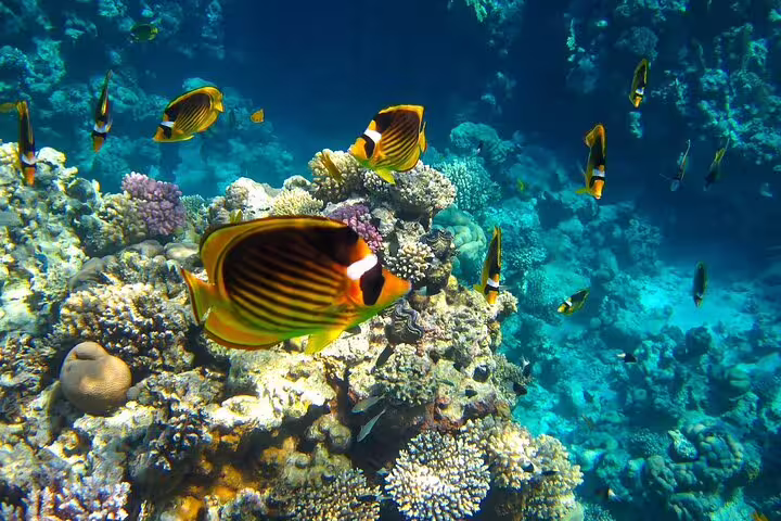 Colorful coral reef and tropical fish at Sataya Dolphin Reef, Red Sea snorkeling day tour by VIP boat from Marsa Alam