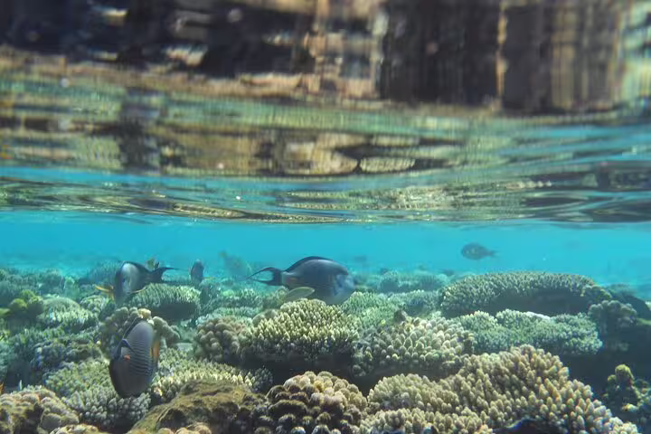 Underwater coral garden with tropical fish at Satayh Dolphin Reef, Red Sea, ideal snorkeling and dolphin spotting