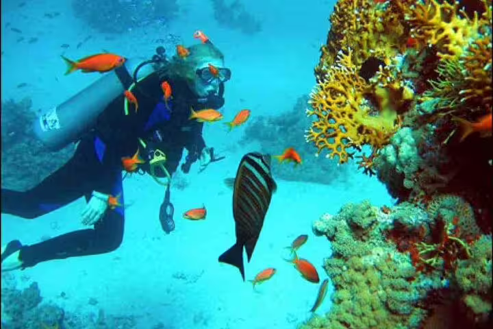 Scuba diver by vibrant coral reef in Ras Mohamed, Red Sea, on VIP boat diving and snorkeling tour to White Island