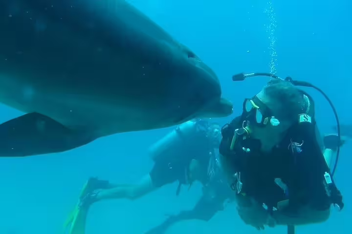 Scuba diver swimming beside a dolphin at Satayh Dolphin Reef, Red Sea wildlife tour from Marsa Alam