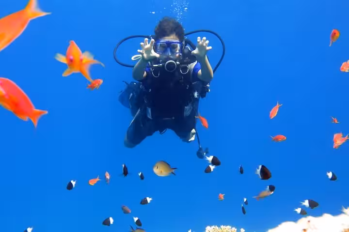 Scuba diver in Sharm El Sheikh Red Sea with colorful reef fish on White Island and Ras Mohamed day sail