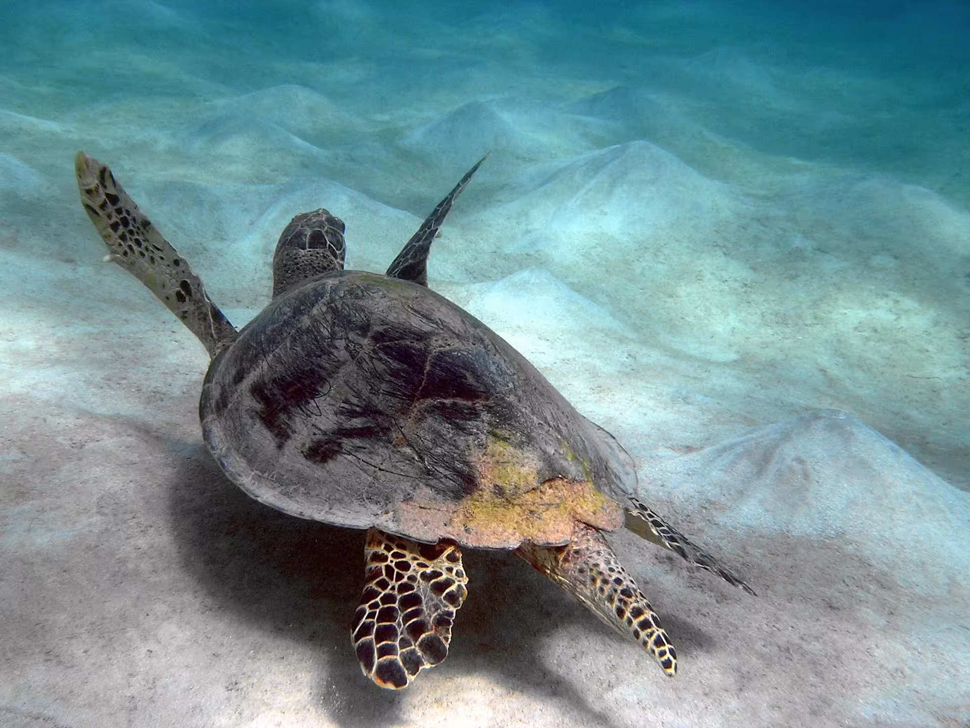 Sea turtle gliding over sandy seabed in the Red Sea near Port Ghalib, snorkeling tour with turtles and manatees