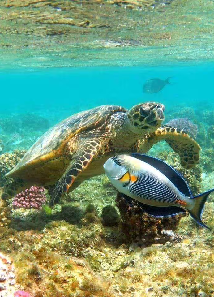 Sea turtle and reef fish over coral garden in Port Ghalib, Red Sea snorkeling turtle encounter