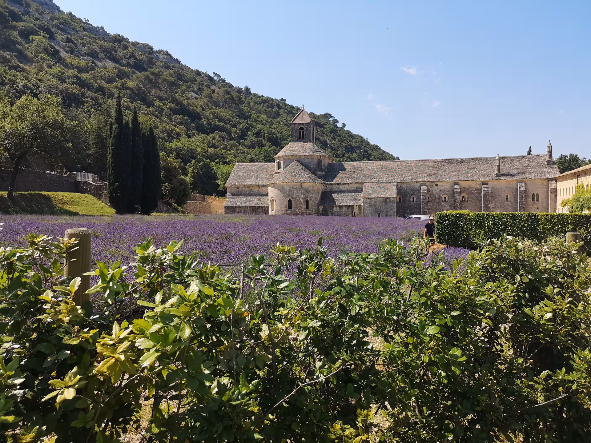 Senanque Abbey lavender fields in Provence on a private Luberon villages day trip from Marseille port
