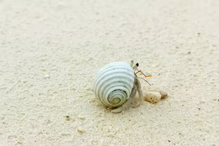 Close-up of a hermit crab on Seychelles' sandy beach, highlighting the island's unique coastal wildlife.