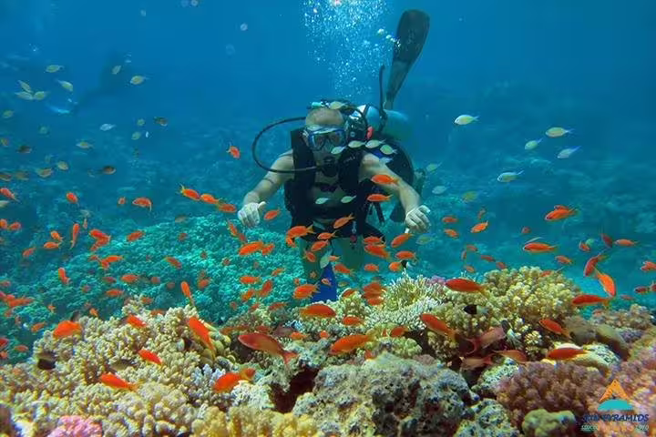 Diver exploring vibrant coral reef with colorful fish on Sharks Bay diving trip in the Red Sea near Sharm El Sheikh