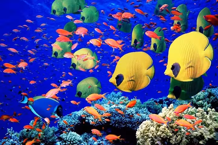 Colorful reef fish and corals at Sharm El Naga, Red Sea snorkeling excursion from Hurghada full day
