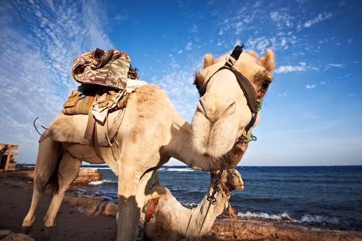 Saddled camel by the Red Sea in Sharm El Sheikh, part of Bike Camel Canyon Tour adventure