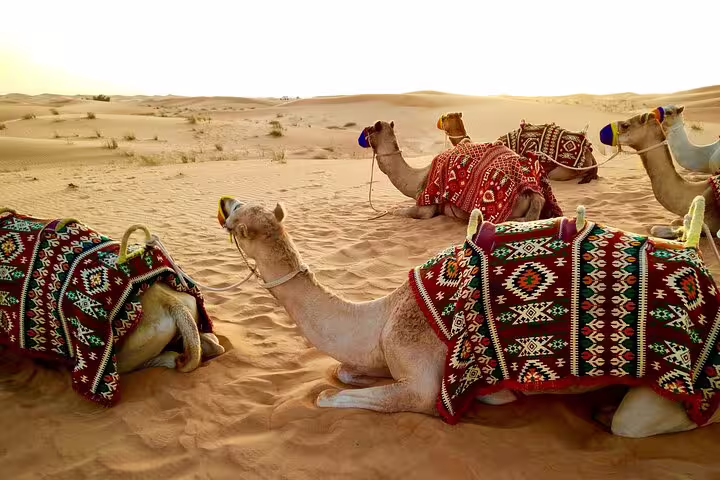 Resting camels in colorful saddles on Sinai dunes, Sharm El Sheikh camel ride with quad biking and Bedouin dinner