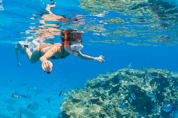 Snorkeler over Ras Mohamed coral reef in Sharm El-Sheikh, spotting tropical fish on White Island trip