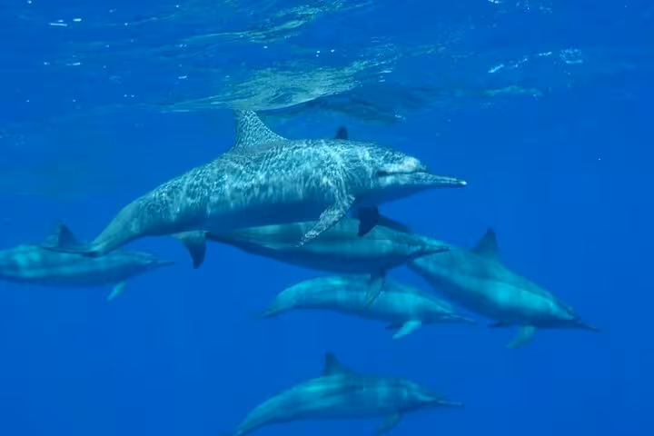 Dolphins swimming in the Red Sea on the Sharm El-Sheikh Royal Seascope submarine cruise with pickup