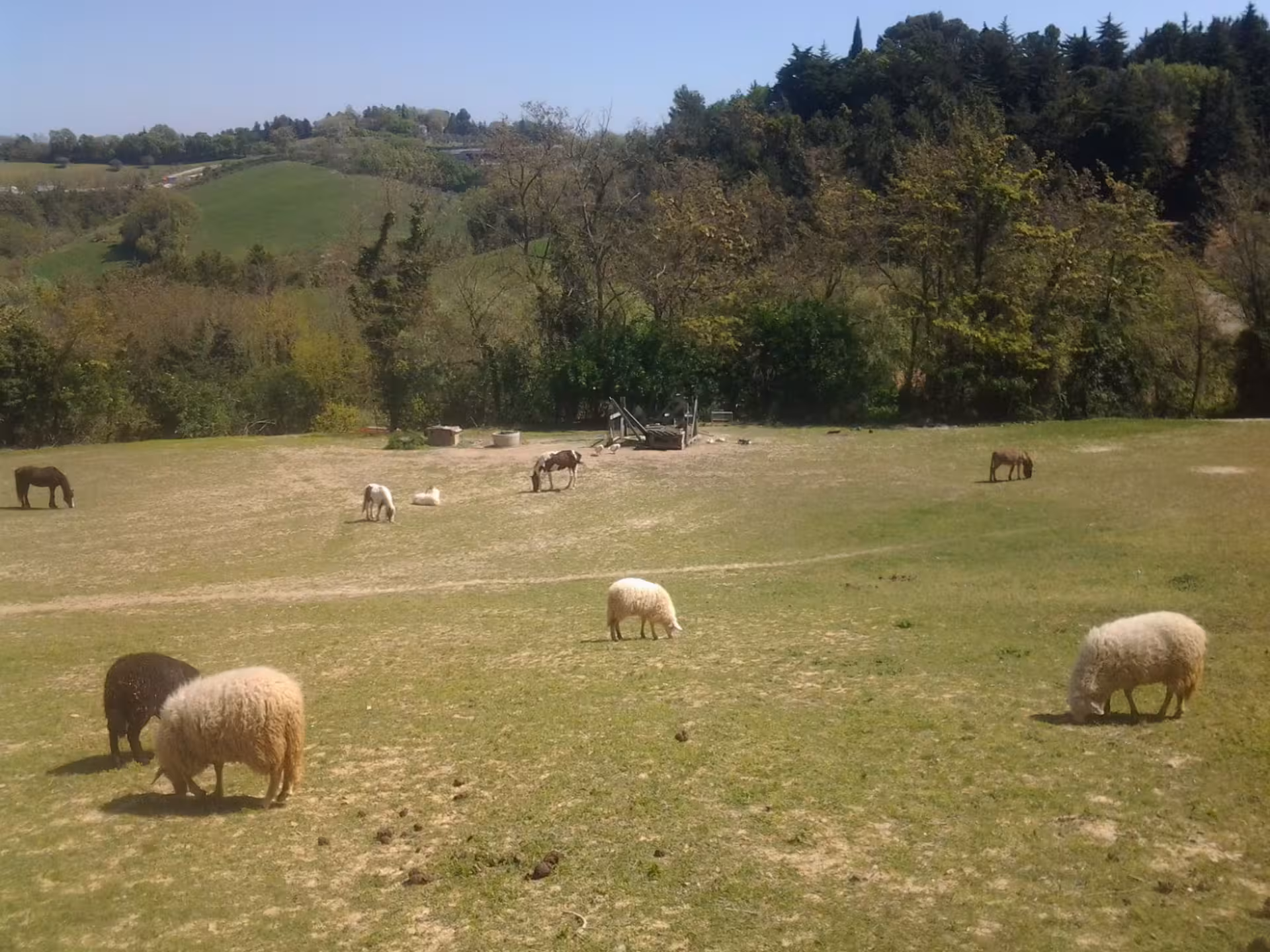 Sheep and ponies graze peacefully on a verdant hillside at a picturesque Pesaro farm, ideal for nature tours.
