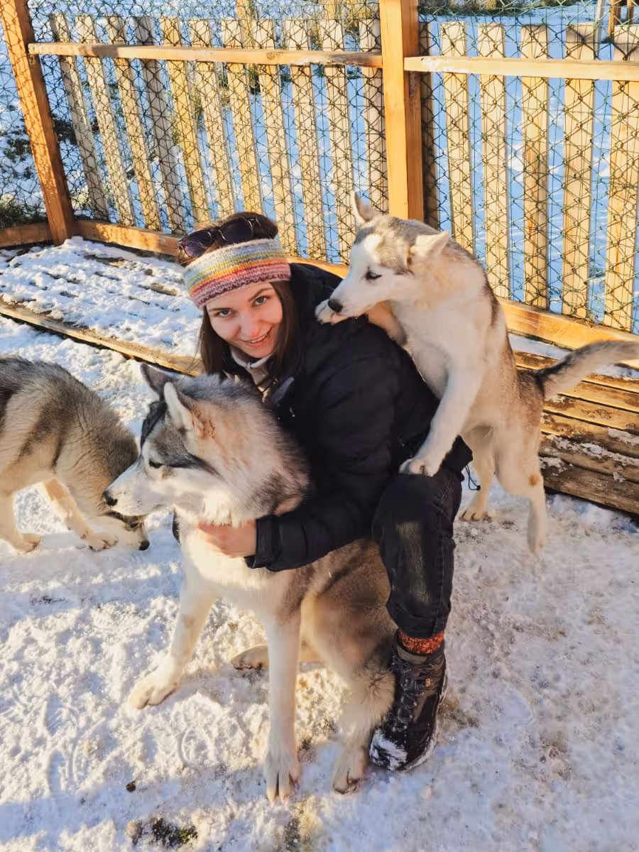Guest cuddling Siberian huskies in snowy kennel, Arctic husky sledding tour meet-and-greet experience