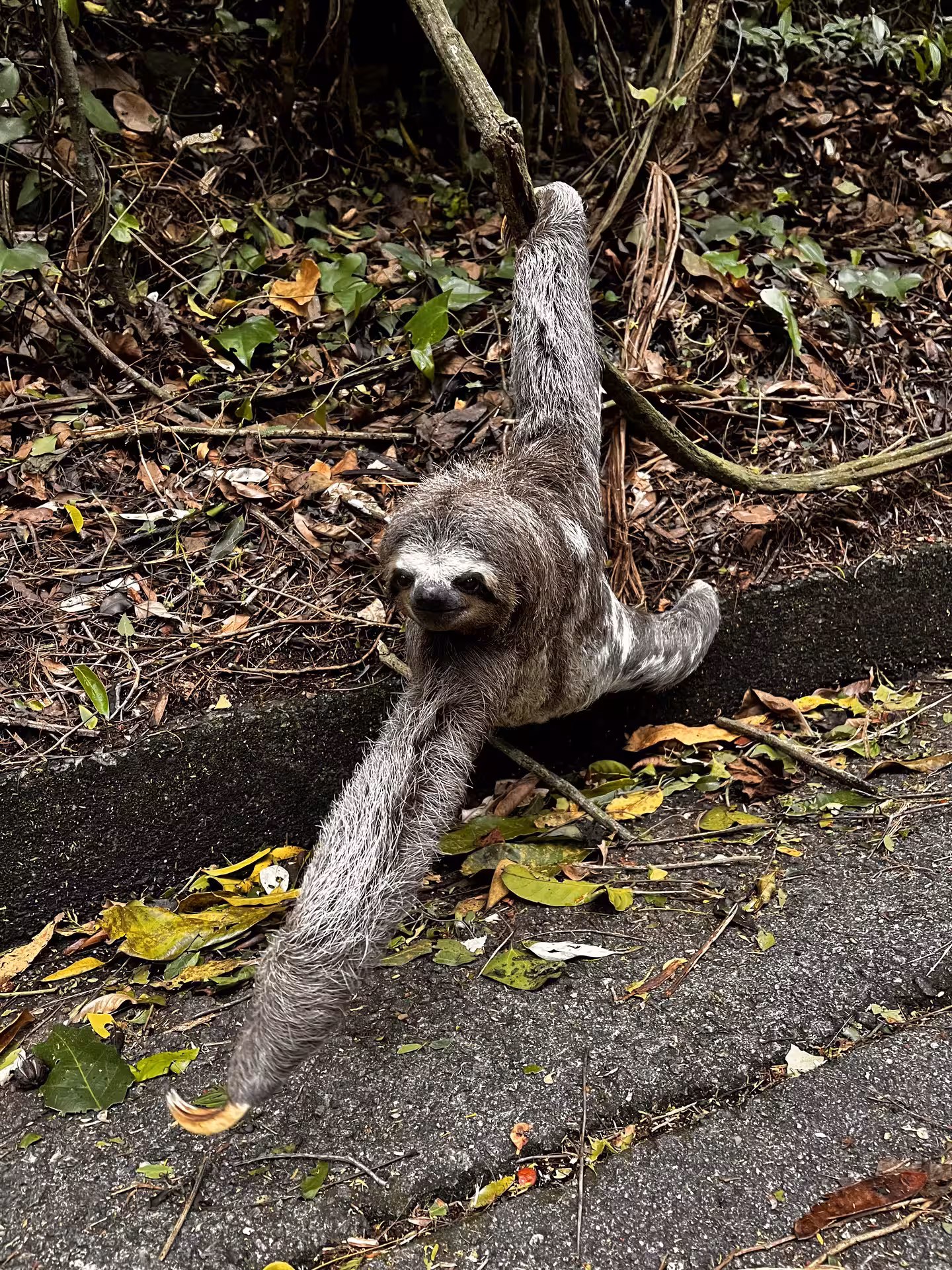 Three-toed sloth crossing the road in Tijuca Forest, a wildlife highlight on Rio rainforest bike tours