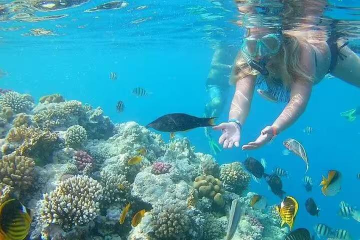 Snorkeler over vibrant Red Sea coral reef near Sharm El Sheikh, seen on semi submarine tour excursion