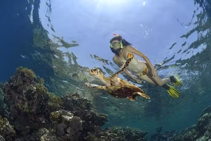 Snorkeler swims with sea turtle over vibrant coral reef on Lovely Island Hurghada Red Sea tour