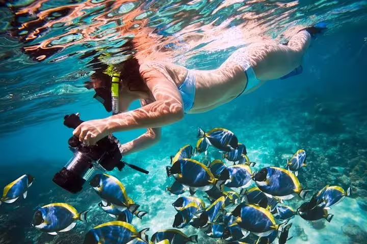 Underwater snorkeler filming tropical fish in Ras Mohamed Park, Red Sea, on White Island tour