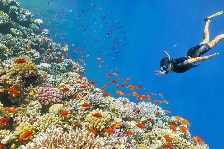 Snorkeler above vibrant coral reef and tropical fish on Sataya Dolphin House VIP boat trip from Marsa Alam