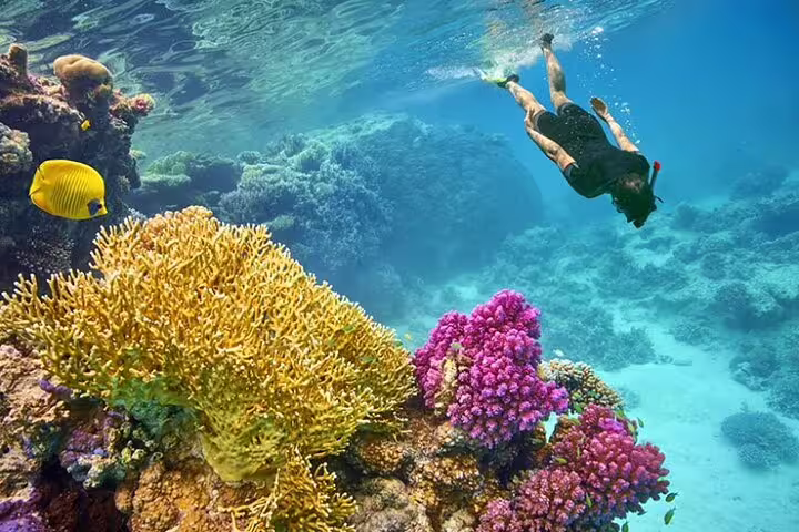 Snorkeler above colorful coral garden at Sataya Dolphin House, VIP boat snorkeling trip from Marsa Alam