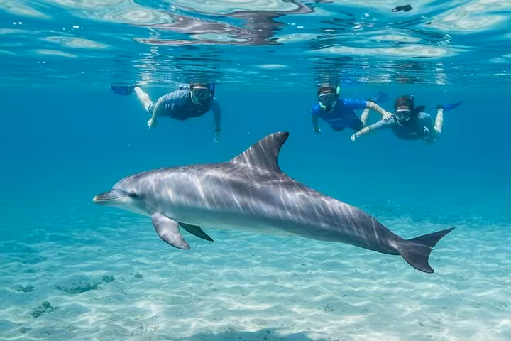 Snorkelers swimming near a wild dolphin in shallow Red Sea lagoon on Hurghada Dolphin House tour