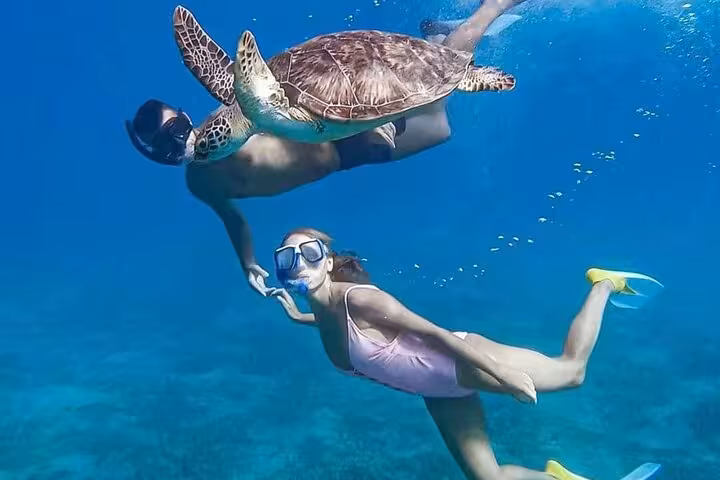 Snorkelers swimming with sea turtle in clear Red Sea waters on Sataya Reef dolphin snorkeling tour from Marsa Alam