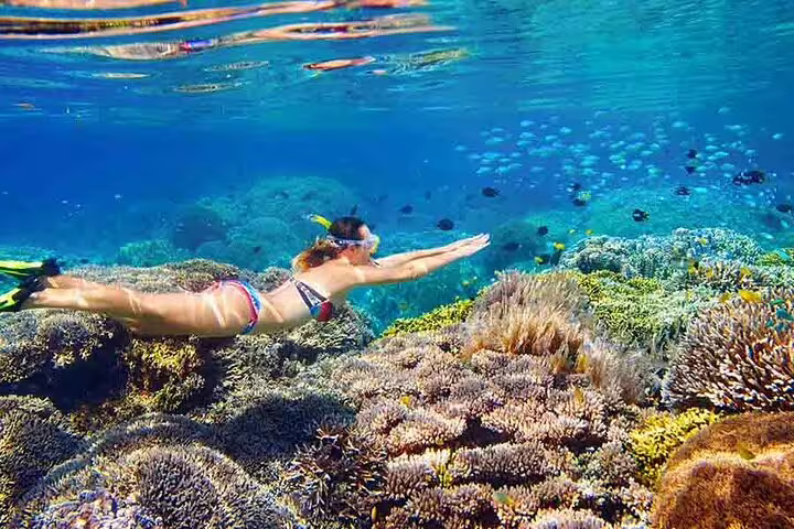 Snorkeling over vibrant Sataya Dolphin Reef corals, VIP boat tour from Marsa Alam in the Red Sea