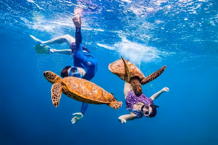 Snorkelers swimming with sea turtles in clear water near Samadai Reef, Marsa Alam Dolphin House tour