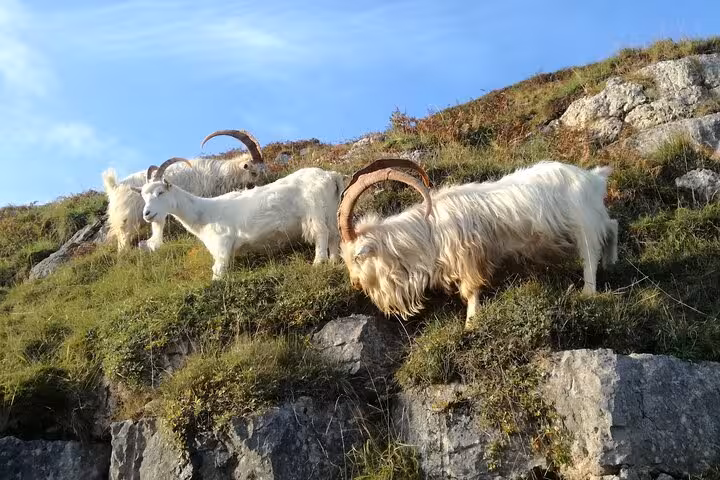 Wild mountain goats grazing on a rocky hillside in Snowdonia, a highlight of the Portmeirion tour