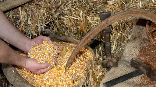 Guest holding freshly harvested corn kernels in rustic barn, immersive farm tour activity on a weekend break in Sorrento
