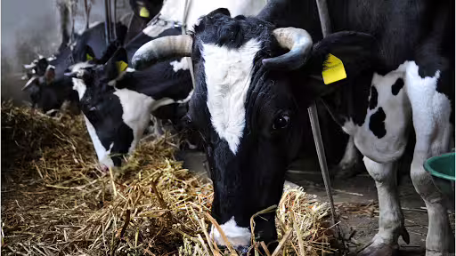 Black and white dairy cows eating hay in a traditional Sorrento barn, visited on a guided weekend farm tour experience