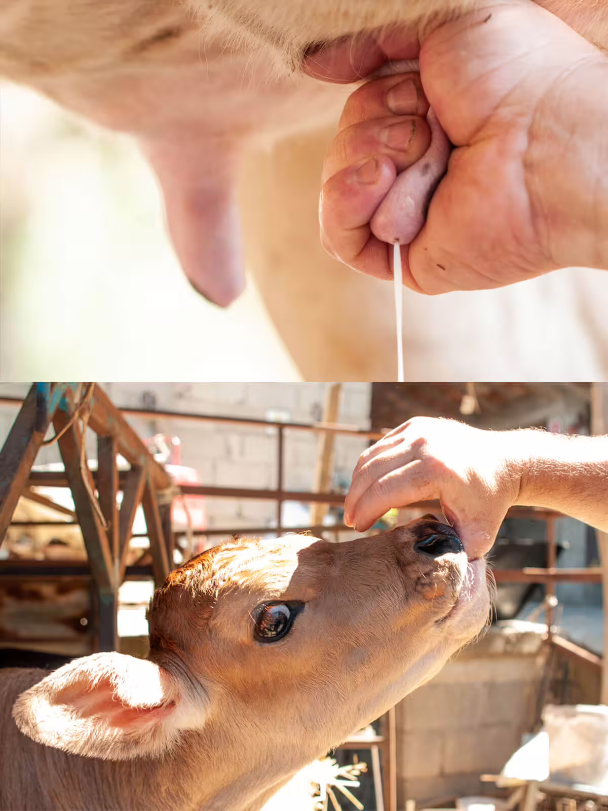 Hands-on farm experience in Sorrento, milking a cow and feeding a calf during an authentic Italian countryside weekend tour