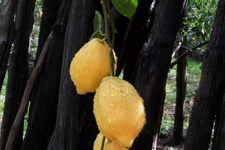 Close-up of fresh, dewy lemons hanging from a tree, highlighting Sorrento's famous citrus for limoncello.
