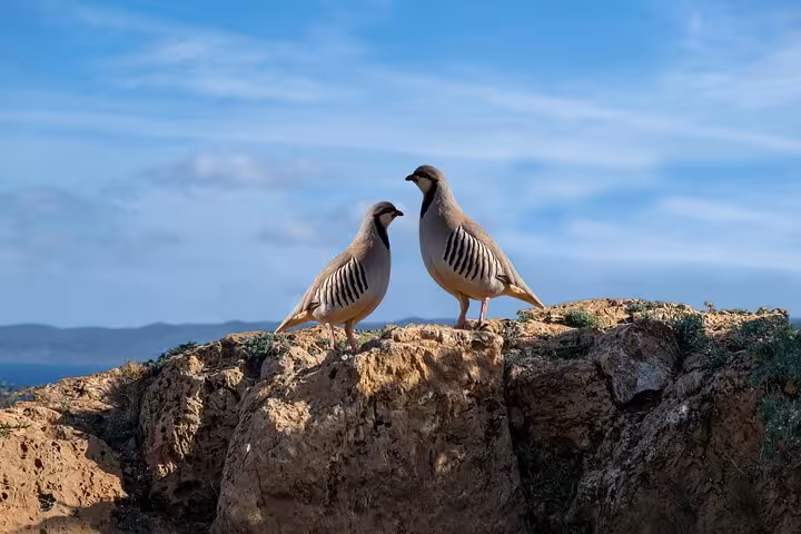 Two partridges perched on rocky terrain under a clear blue sky during a Sounio Half Day Private Tour.