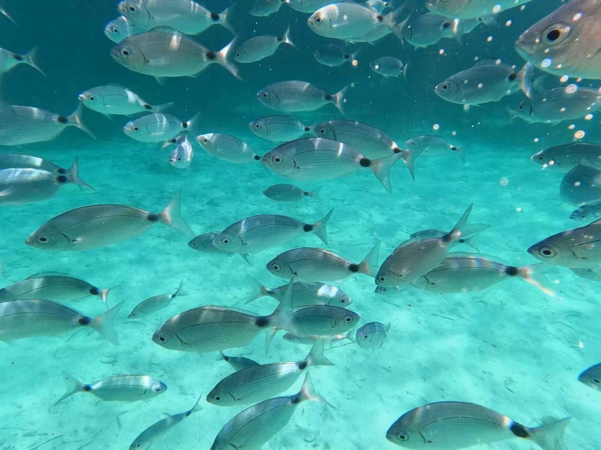 A school of vibrant fish swimming in clear turquoise waters of the La Maddalena Archipelago during the speedboat tour.
