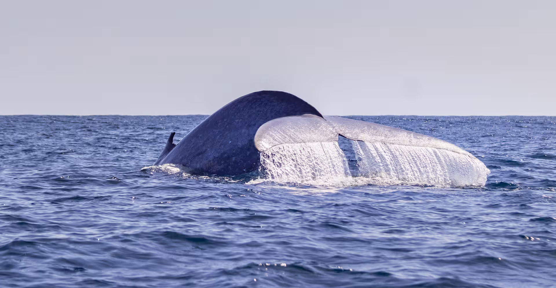 Sperm whale tail fluke diving in the Atlantic on a North Coast whale watching expedition, no transportation included
