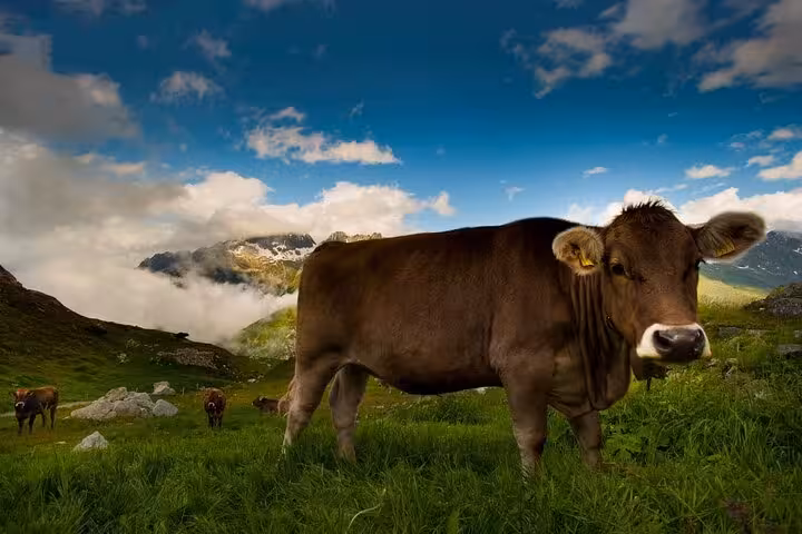 Discover the beauty of Swiss alpine meadows with grazing cows on a customizable Swiss Travel Pass tour.