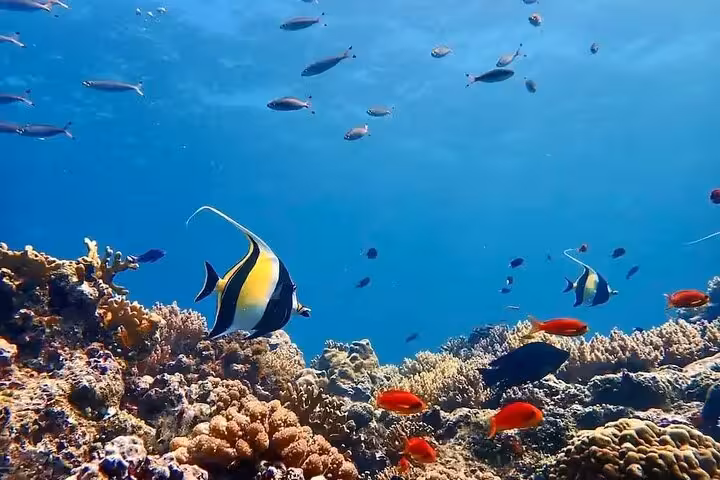 Colorful coral reef and tropical fish at Tiran Island snorkeling stop on a Sharm El Sheikh full-day boat tour