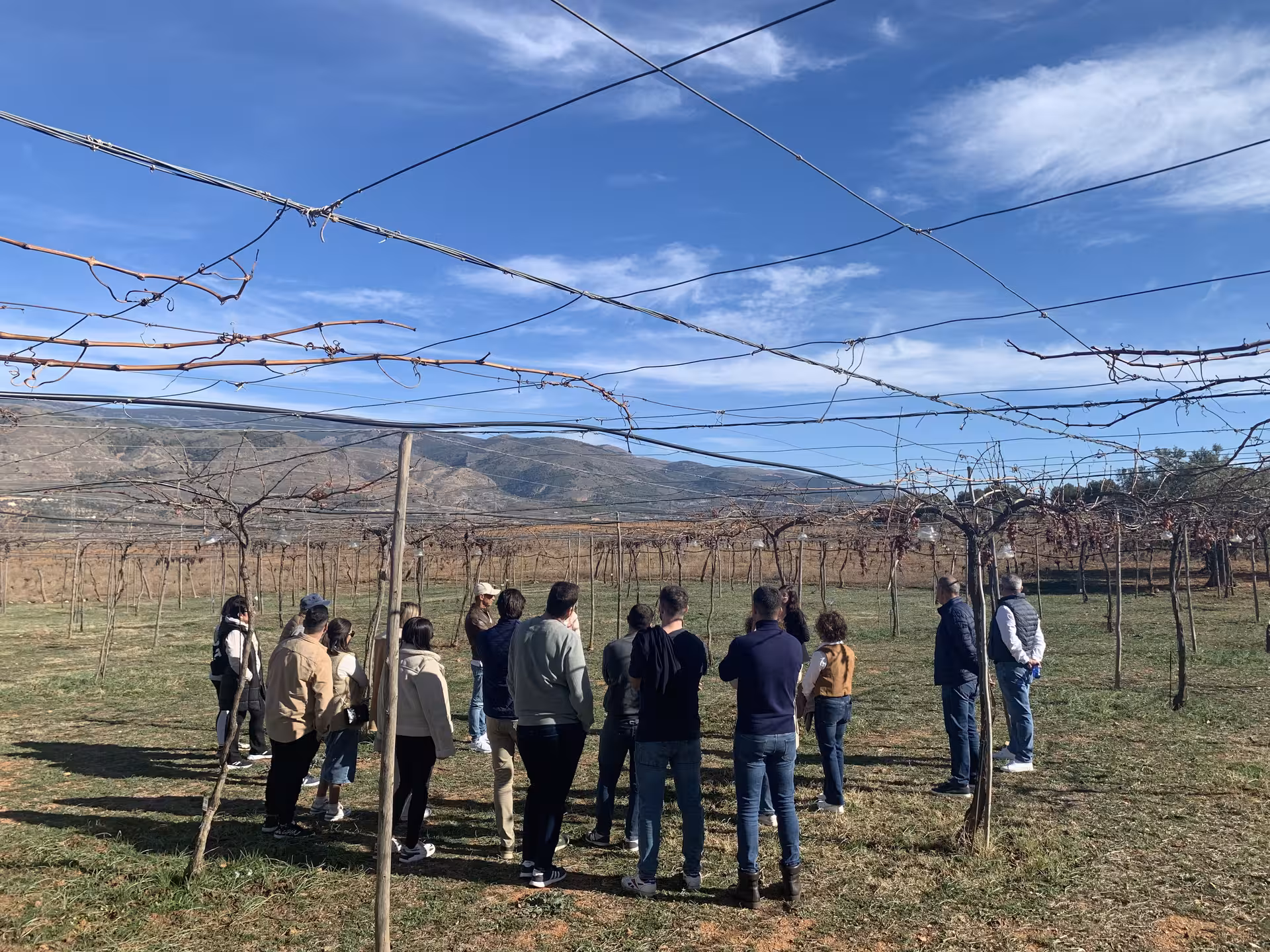 Group of tourists exploring a vineyard with scenic mountain views, perfect for wine tasting and cultural tours.