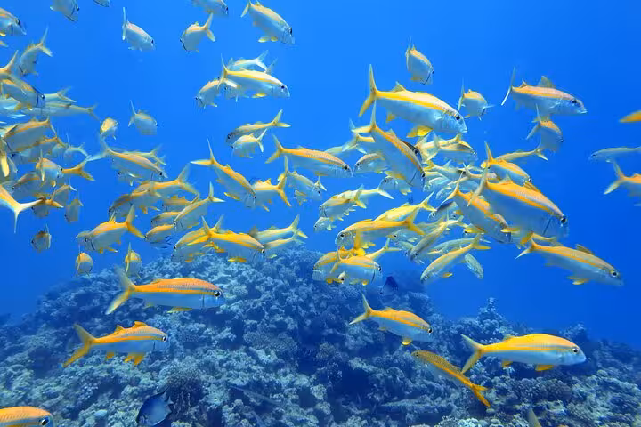 School of tropical fish above coral reef in Hurghada Red Sea, highlight of snorkeling day trip from Luxor
