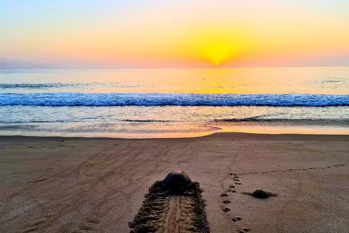 Turtle returning to the sea at sunrise on an Omani beach, highlighting nature's beauty during a 4-day Oman tour.