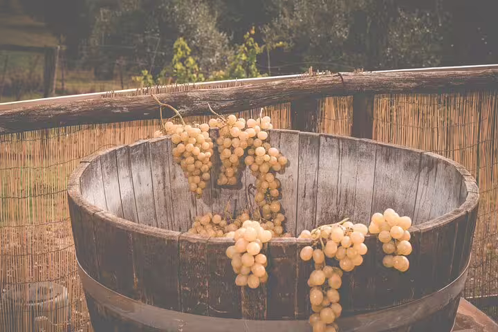 Rustic wooden barrel filled with white grapes ready for traditional grape stomping on a countryside wine tour