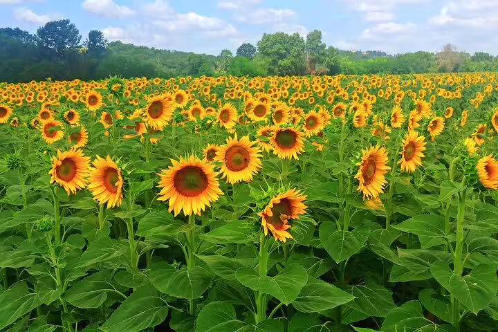 Vibrant sunflower field in the Tuscan hills on a sunny day, landscape enjoyed during Good Morning Chianti Classico tour